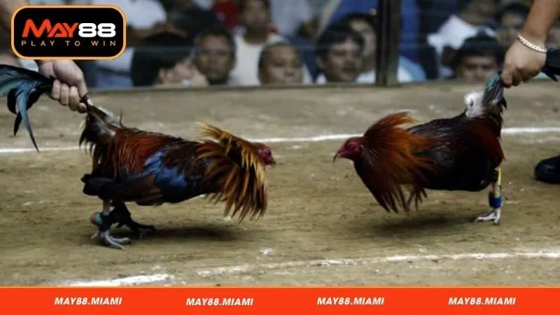 Giới thiệu vài nét về đá gà May88