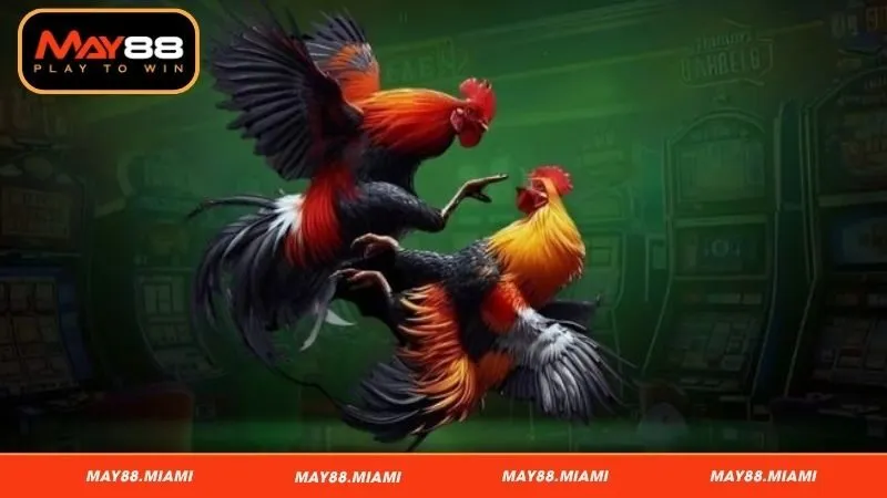 Sảnh cược đá gà hấp dẫn đang cung cấp tại May88